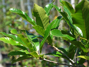 Vivers Càrex - Quercus acutissima